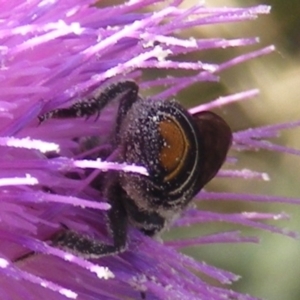 Megachile (Eutricharaea) maculariformis at Gungaderra Grassland (GUN_6) - 22 Feb 2024