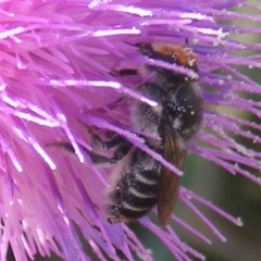 Megachile (Eutricharaea) maculariformis at Gungaderra Grassland (GUN_6) - 22 Feb 2024