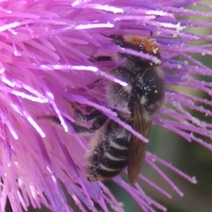 Megachile (Eutricharaea) maculariformis at Gungaderra Grassland (GUN_6) - 22 Feb 2024 05:17 PM