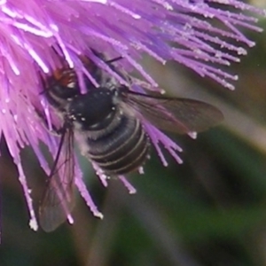 Megachile (Eutricharaea) maculariformis at Gungaderra Grassland (GUN_6) - 22 Feb 2024