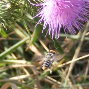 Megachile (Eutricharaea) maculariformis at Undefined Area - 22 Feb 2024 05:17 PM