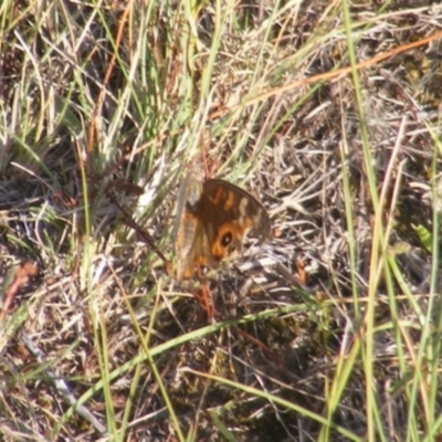 Junonia villida (Meadow Argus) at Gungaderra Grasslands - 22 Feb 2024 by MichaelMulvaney