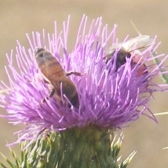Apis mellifera (European honey bee) at Gungaderra Grassland (GUN_6) - 22 Feb 2024 by MichaelMulvaney