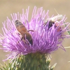 Apis mellifera (European honey bee) at Crace, ACT - 22 Feb 2024 by MichaelMulvaney