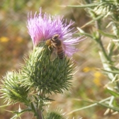 Apis mellifera at Gungaderra Grassland (GUN_6) - 22 Feb 2024