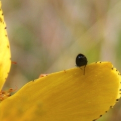 Dasytinae (subfamily) (Soft-winged flower beetle) at Gungaderra Grasslands - 22 Feb 2024 by MichaelMulvaney