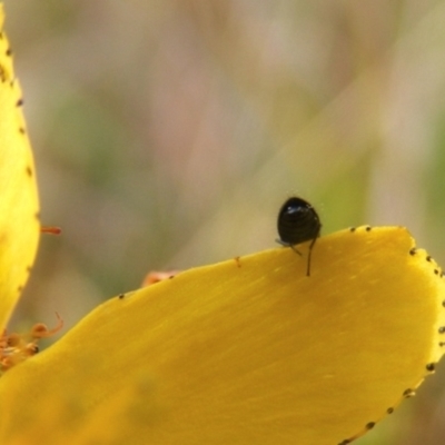 Dasytinae (subfamily) (Soft-winged flower beetle) at Gungaderra Grasslands - 22 Feb 2024 by MichaelMulvaney