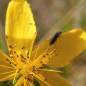 Dasytinae (subfamily) at Gungaderra Grassland (GUN_6) - 22 Feb 2024