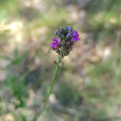 Cullen microcephalum (Dusky Scurf-pea) at O'Malley, ACT - 22 Feb 2024 by WalkYonder