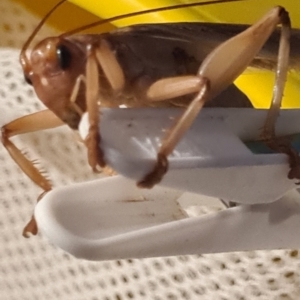 Gryllacrididae (family) at Barnawartha, VIC - suppressed