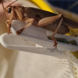 Gryllacrididae (family) at Barnawartha, VIC - suppressed