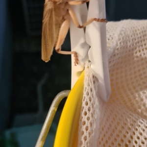 Gryllacrididae (family) at Barnawartha, VIC - suppressed