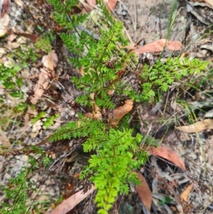 Cheilanthes sieberi subsp. sieberi at Scrivener Hill - 22 Feb 2024