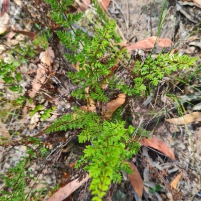 Cheilanthes sieberi subsp. sieberi (Mulga Rock Fern) at Scrivener Hill - 22 Feb 2024 by WalkYonder