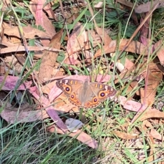 Junonia villida (Meadow Argus) at Farrer Ridge - 22 Feb 2024 by melchapman