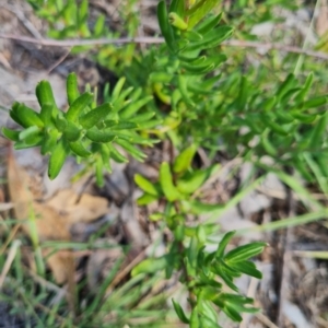 Grevillea lanigera at O'Malley, ACT - 22 Feb 2024