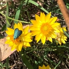 Pollanisus (genus) (A Forester Moth) at Farrer Ridge - 22 Feb 2024 by melchapman