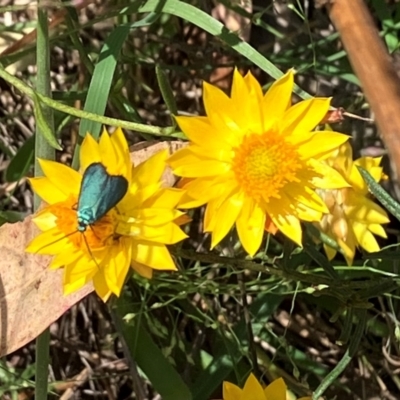 Pollanisus (genus) (A Forester Moth) at Farrer Ridge NR  (FAR) - 22 Feb 2024 by melchapman