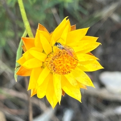 Ichneumonoidea (Superfamily) (A species of parasitic wasp) at Farrer, ACT - 22 Feb 2024 by melchapman