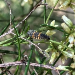 Harmonia conformis (Common Spotted Ladybird) at Farrer, ACT - 22 Feb 2024 by melchapman