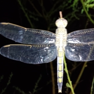 Orthetrum caledonicum at Albury - 22 Feb 2024 09:07 PM