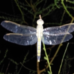 Orthetrum caledonicum at Albury - 22 Feb 2024 09:07 PM