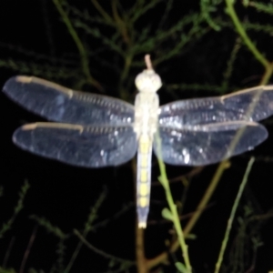 Orthetrum caledonicum at Albury - 22 Feb 2024 09:07 PM