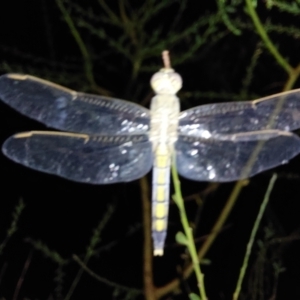 Orthetrum caledonicum at Albury - 22 Feb 2024 09:07 PM