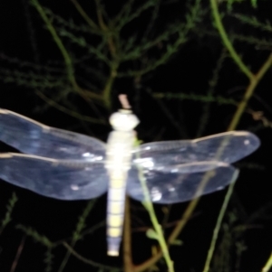 Orthetrum caledonicum at Albury - 22 Feb 2024 09:07 PM