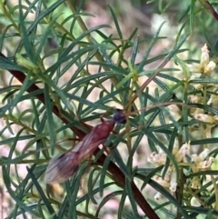 Chalcidoidea (superfamily) (A gall wasp or Chalcid wasp) at Farrer Ridge - 22 Feb 2024 by melchapman