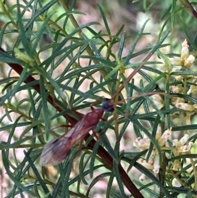 Chalcidoidea (superfamily) (A gall wasp or Chalcid wasp) at Farrer, ACT - 22 Feb 2024 by melchapman