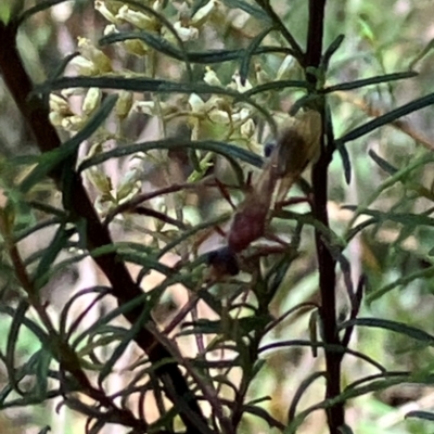 Myrmecia nigriceps (Black-headed bull ant) at Farrer Ridge NR  (FAR) - 22 Feb 2024 by melchapman