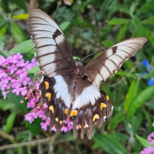 Papilio aegeus at QPRC LGA - 22 Feb 2024