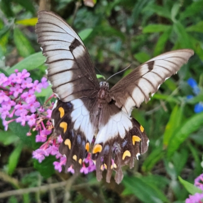 Papilio aegeus (Orchard Swallowtail, Large Citrus Butterfly) at QPRC LGA - 22 Feb 2024 by MatthewFrawley