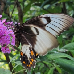 Papilio aegeus at QPRC LGA - 22 Feb 2024