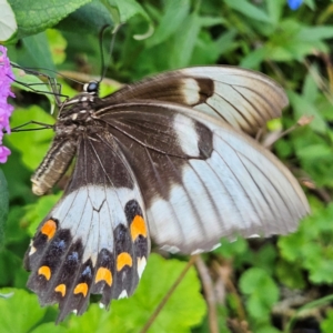 Papilio aegeus at QPRC LGA - 22 Feb 2024