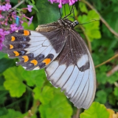 Papilio aegeus at QPRC LGA - 22 Feb 2024