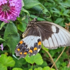 Papilio aegeus at QPRC LGA - 22 Feb 2024