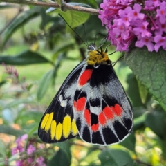 Delias harpalyce (Imperial Jezebel) at QPRC LGA - 22 Feb 2024 by MatthewFrawley