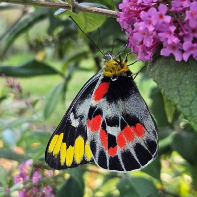 Delias harpalyce (Imperial Jezebel) at QPRC LGA - 22 Feb 2024 by MatthewFrawley