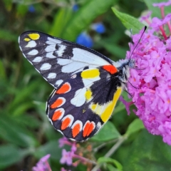 Delias aganippe (Spotted Jezebel) at QPRC LGA - 22 Feb 2024 by MatthewFrawley