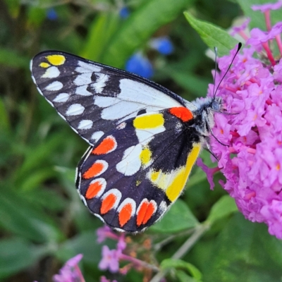 Delias aganippe (Spotted Jezebel) at QPRC LGA - 22 Feb 2024 by MatthewFrawley