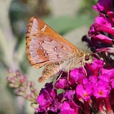 Dispar compacta (Barred Skipper) at Braidwood, NSW - 22 Feb 2024 by MatthewFrawley