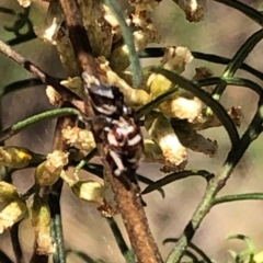 Unidentified Jumping or peacock spider (Salticidae) at Farrer Ridge NR  (FAR) - 22 Feb 2024 by melchapman