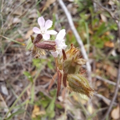 Silene gallica var. gallica (French Catchfly) at Watson, ACT - 21 Feb 2024 by abread111