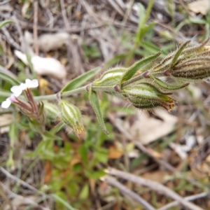 Silene gallica var. gallica at Mount Majura - 21 Feb 2024 02:57 PM