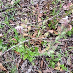 Silene gallica var. gallica at Mount Majura - 21 Feb 2024 02:57 PM