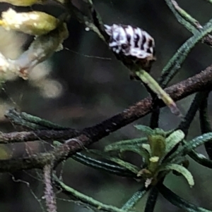 Melanococcus sp. (genus) at Farrer Ridge NR  (FAR) - 22 Feb 2024