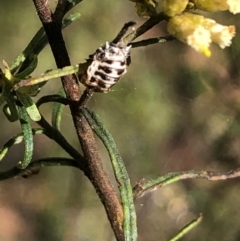 Melanococcus sp. (genus) at Farrer Ridge NR  (FAR) - 22 Feb 2024