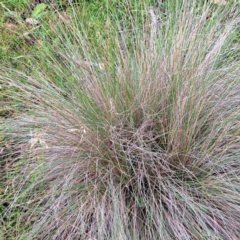 Poa (genus) (A Snow Grass) at Mount Majura - 21 Feb 2024 by abread111